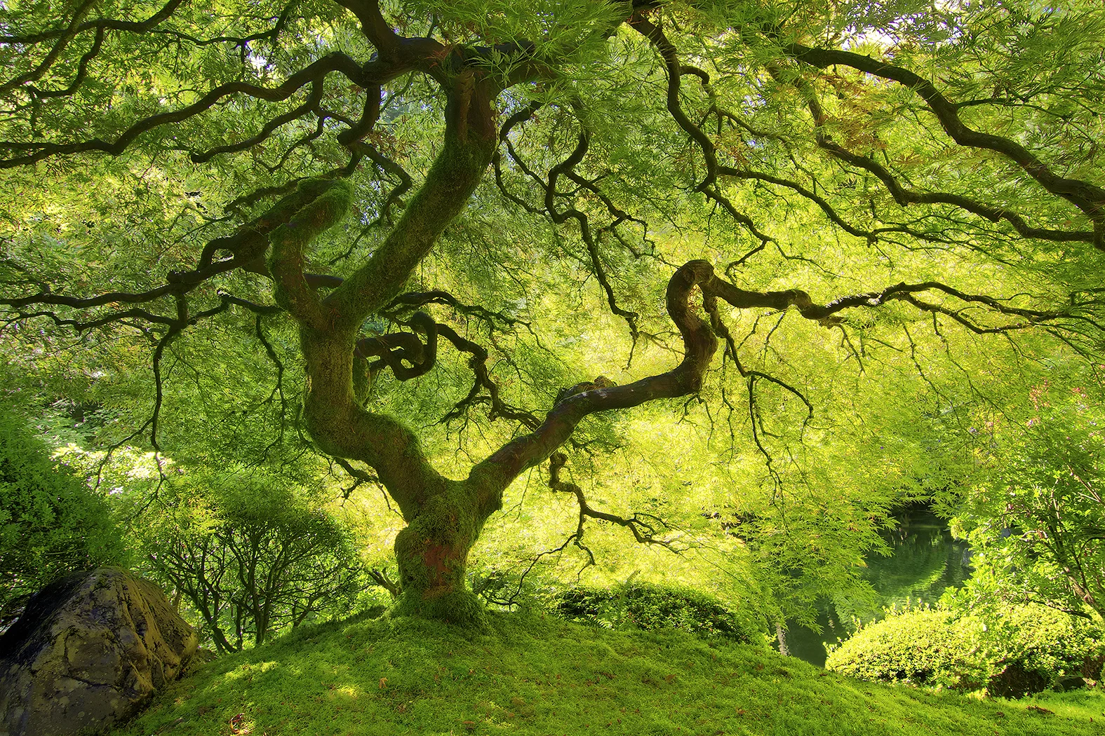 Japanese+Maple+II.jpg?format=1000w